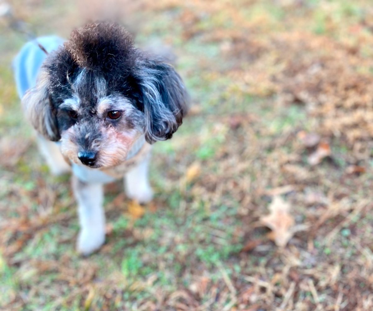 HopeandTrinity's tweet photo. Happy Pet Month!! #hopeandtrinity #doggolove #may #healthydogs #recipes https://t.co/HE0MsoSQmk