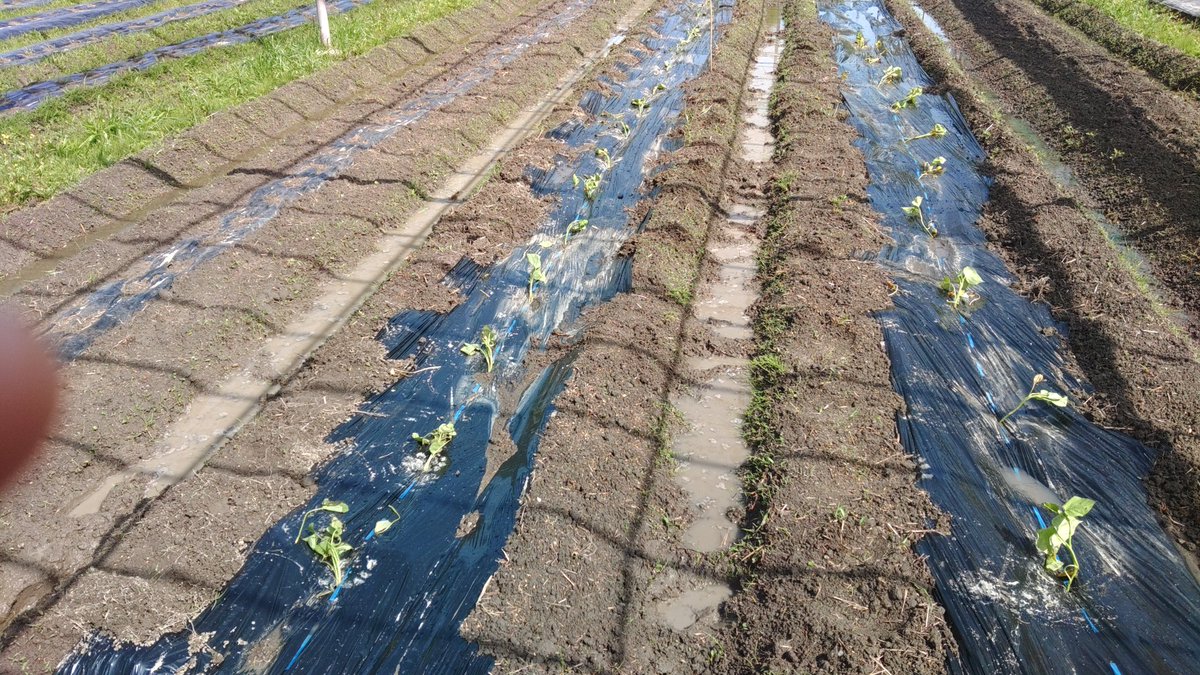 さつまいも植えました、鳴門金時と紅はるかとシルクスィートの３種類。🍠