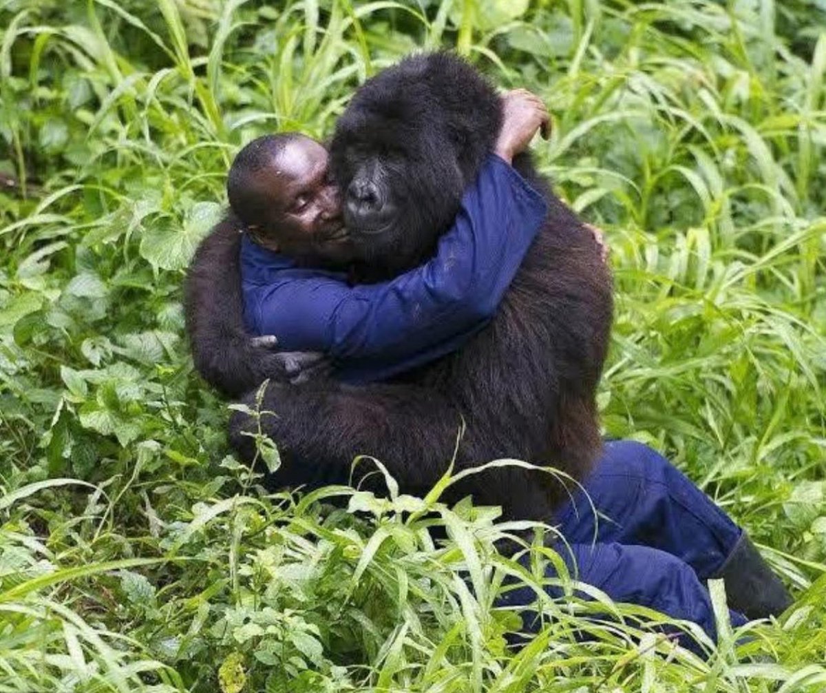 SweetJohnny1960's tweet image. Me becoming the gorilla’s wife after seeing what he did to the 99 guys in front of me.