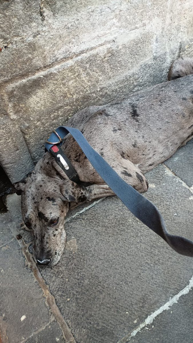 Se busca a los dueños de esta perrita gran danés,está resguardada momentáneamente en la universidad claustro de sor Juana.
CDMX
Contacto 55 1591 2947