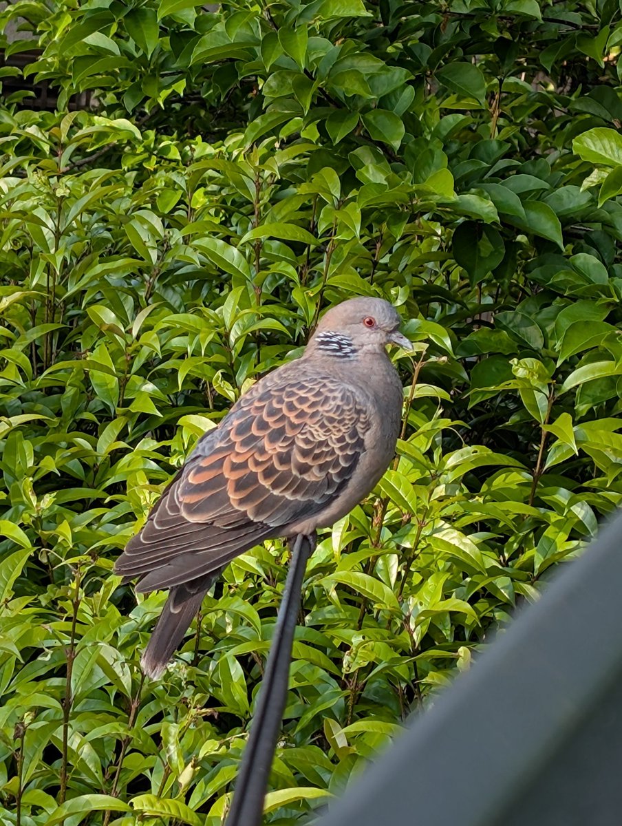 うちの庭（隣家のだけど）は、とにかく緑が多いので、毎朝いろんな鳥さんの鳴き声がします。
デーデーポッポー♫×10くらい🤣
耳元で鳴かれてるくらい、うるっさくてｗ
外見たらめっちゃ近くにキジバトさんがいました。
静かにしてください🙇とお願いしたら鳴き止みました。
いい子♥️