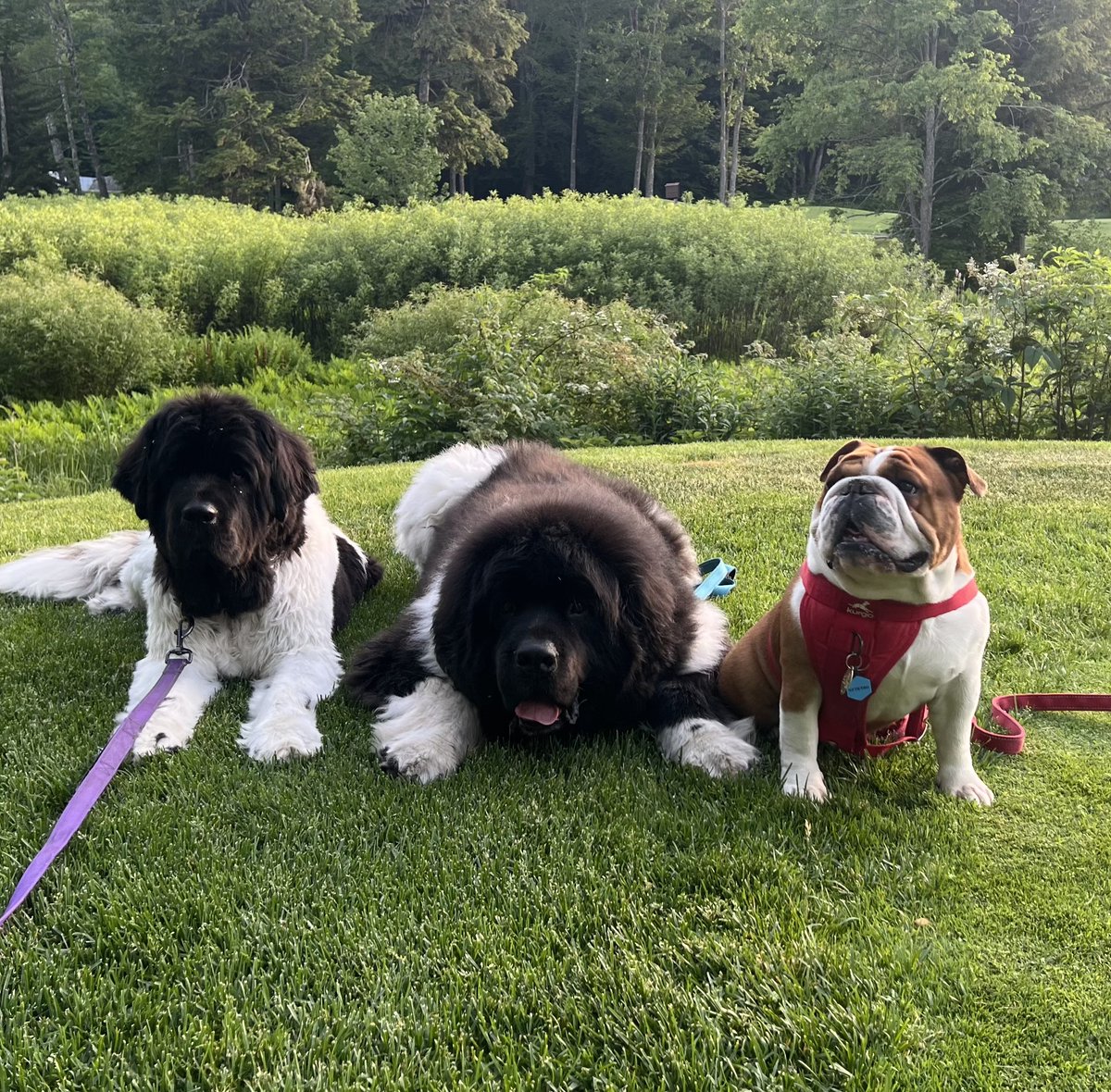 Meet our award winning therapy dogs Dakota, Baloo and Clyde.

Dakota came in 2nd price n the 7-8 year old veteran group at last weekend's Newfoundland national specialty in Rhode Island.

You don't want to miss them!

weinberg.cuimc.columbia.edu/news/cp-commun…