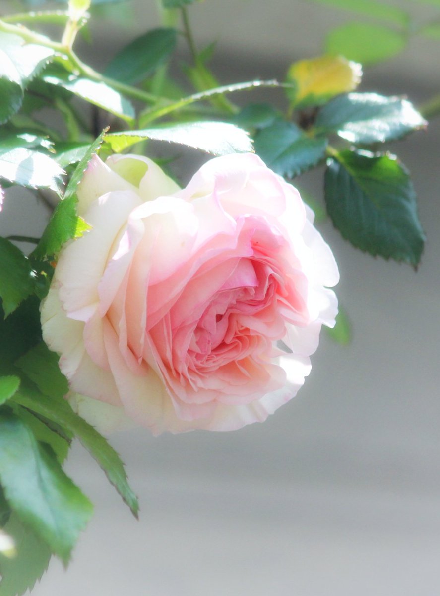 Good morning !

雨上がりの清々しい朝です
GWが終わって今日からまたお仕事やお勉強が始まる人は頑張ってくださいね

#おはようございます #薔薇