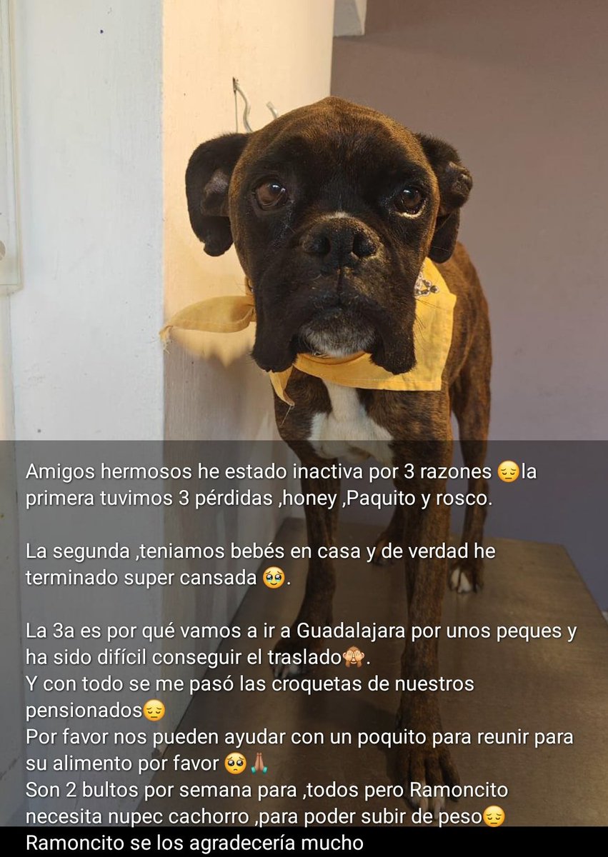 Michis en Adopción MX 🇲🇽 (@michisenadop) on Twitter photo <a href="/arireyes192/">Alex8</a> <a href="/HELA_MORE/">𝙷𝚎𝚕𝚊 𝙼𝚘𝚛𝚎 🐶</a>
Ale necesita mucho apoyo para comprar croquetas, si pueden donarle algo mandenle mensaje 📩, pero tengan paciencia para que les conteste 55 3009 3892
<a href="/Animales_CDMX/">AnimalesCDMX</a> <a href="/arireyes192/">Alex8</a> <a href="/HELA_MORE/">𝙷𝚎𝚕𝚊 𝙼𝚘𝚛𝚎 🐶</a>
Ale necesita mucho apoyo para comprar croquetas, si pueden donarle algo mandenle mensaje 📩, pero tengan paciencia para que les conteste 55 3009 3892
<a href="/Animales_CDMX/">AnimalesCDMX</a>