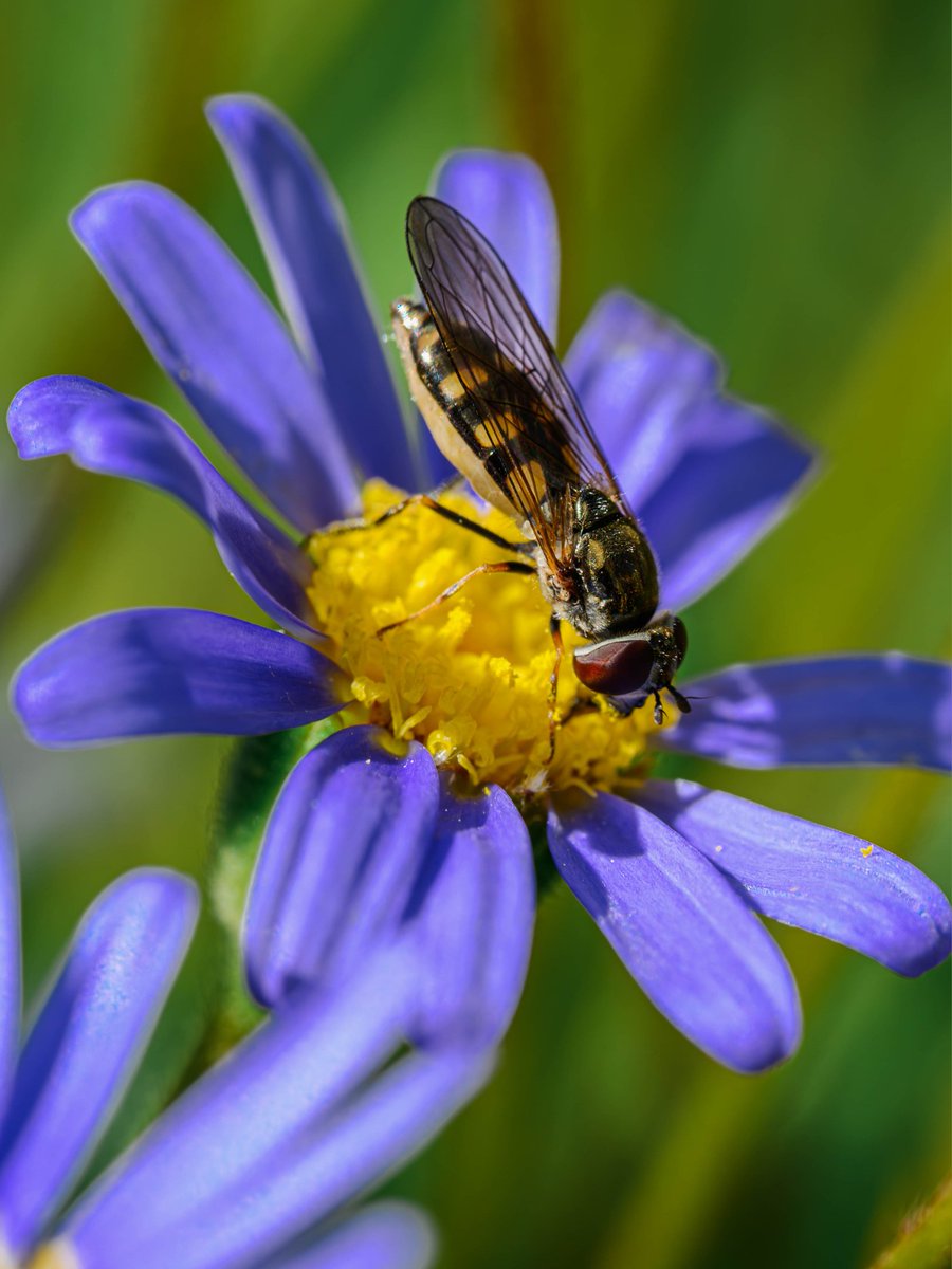 Back in the garden #Togtweeter #ThePhotoHour #snapyourworld #insects #flies #pollinators #flowers #plants #NaturePhotography #bee #hoverfly #bumblebee