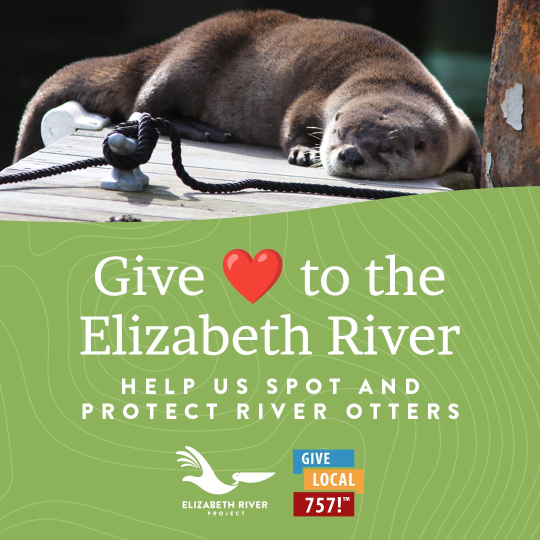 Help us raise $2,500 to support Otter Spotter! Your gift will support the addition of trail cameras to track otter movements in the river. By tracking them, we can better understand how to protect them in our recovering river. Donate today: givelocal757.org/organizations/…
#GiveLocal757