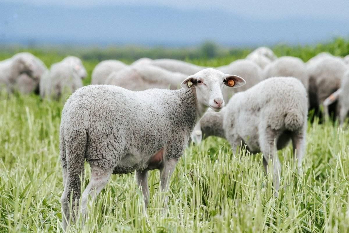 Iam_JBM1's tweet photo. There are more sheep in Australia than there are people. Australia is known for its sheep farming, and their number exceeds the population in the country by more than 3 times. https://t.co/emR3SnHQDs