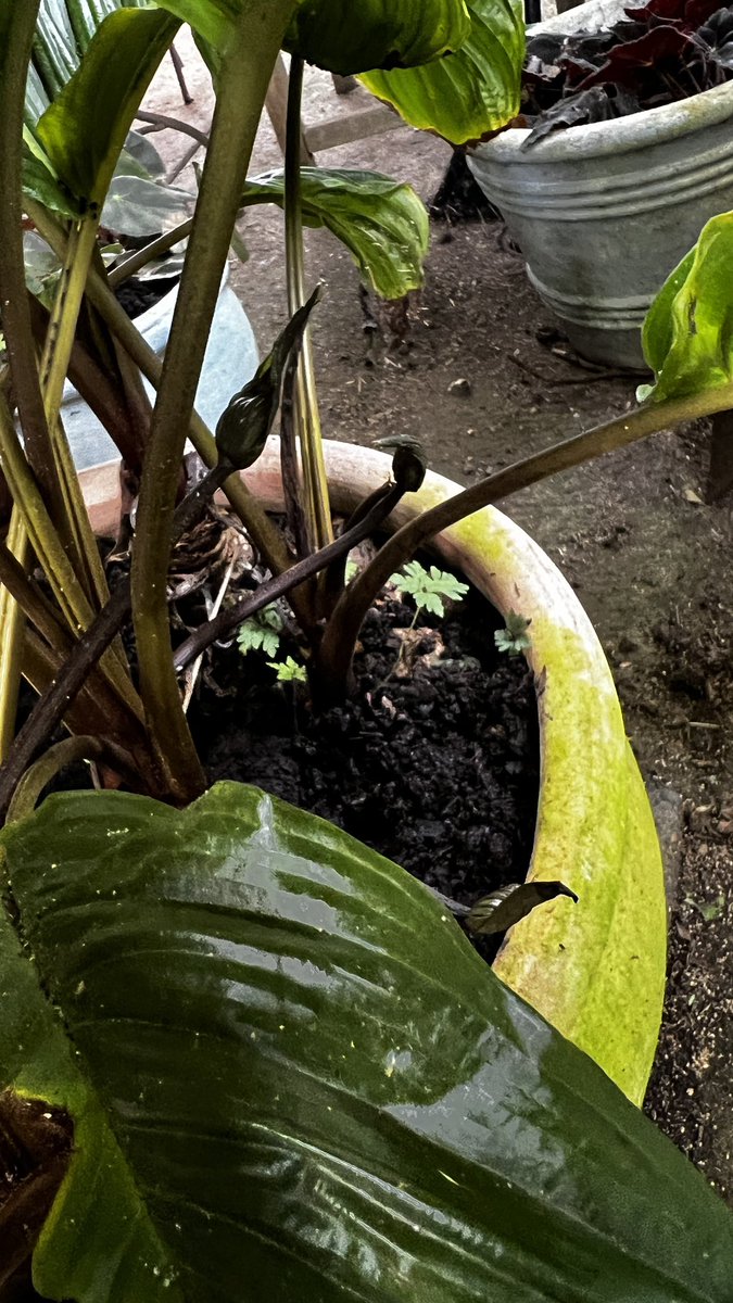 Avrina Schiller💐 (@midge_thomas) on Twitter photo Bat plant update. On the bigger plant, 3 of the 6 are open. On the other, still all tight buds and some misbehaving by growing downward. 🤷♀️🫣 Nonetheless, I’m thrilled. <a href="/PenelopeIngle/">🌱Pene🤿🌻🐝🦀🦈🐋🦑🐔🦆</a>, <a href="/smithy_deb/">𝑫𝒆𝒃 𝑺𝒎𝒊𝒕𝒉 🦋 🇦🇺👒🎗️</a> do you have this? Bat plant update. On the bigger plant, 3 of the 6 are open. On the other, still all tight buds and some misbehaving by growing downward. 🤷♀️🫣 Nonetheless, I’m thrilled. <a href="/PenelopeIngle/">🌱Pene🤿🌻🐝🦀🦈🐋🦑🐔🦆</a>, <a href="/smithy_deb/">𝑫𝒆𝒃 𝑺𝒎𝒊𝒕𝒉 🦋 🇦🇺👒🎗️</a> do you have this?