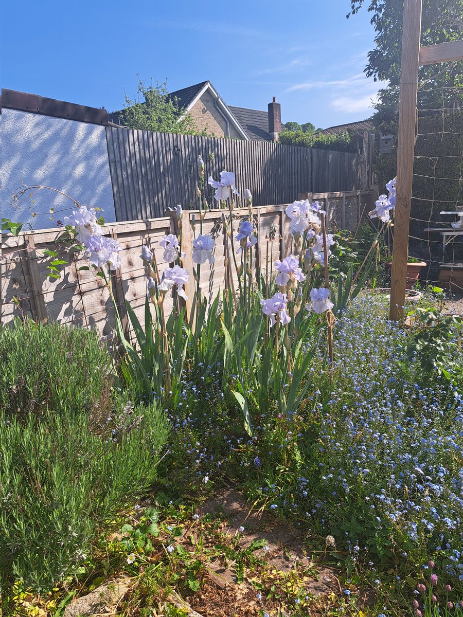 ParnhamTrevor's tweet photo. @JessTungsten These irises were transplanted here over 30 years ago. The first thing I see when making the early morning cuppa https://t.co/1UD0jdbs9i