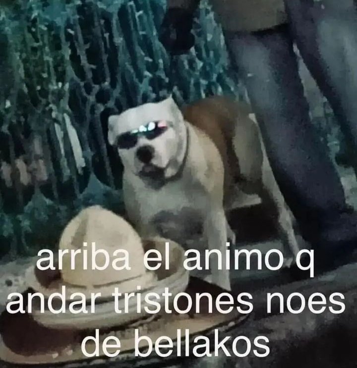 Me chupa tres huevos la validación solo necesito la dopaminaaa