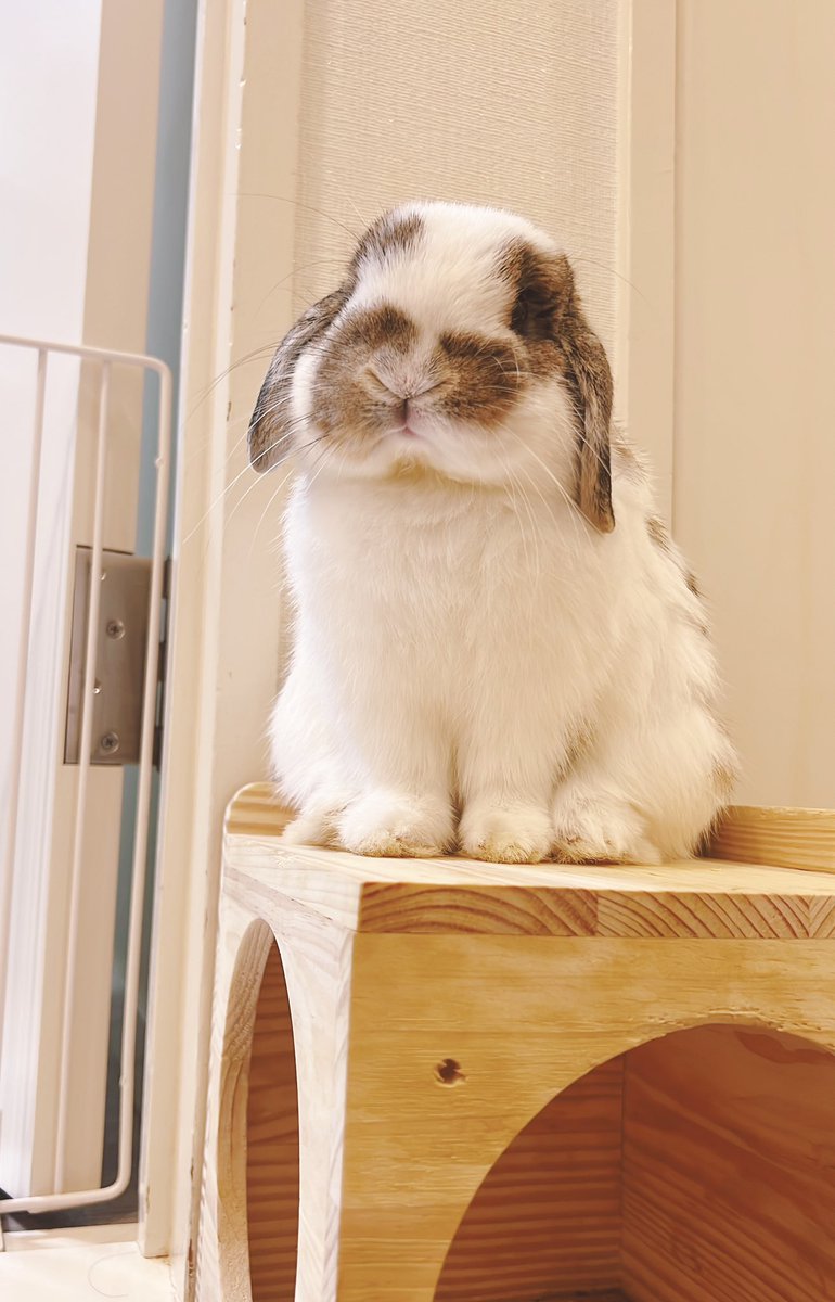 USAGINOUSAJI's tweet image. おはようさじ

#うさぎがいる暮らし