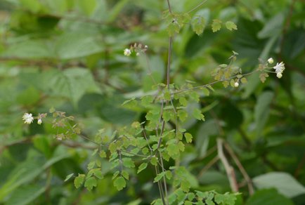 Phytotaxa's tweet photo. Thalictrum sexnervisepalum (#Ranunculaceae), another #newsynonym of T. przewalskii, a widely distributed species in #China
#taxonomy
https://t.co/mWbXmX0z7M https://t.co/zfyY81J1gT