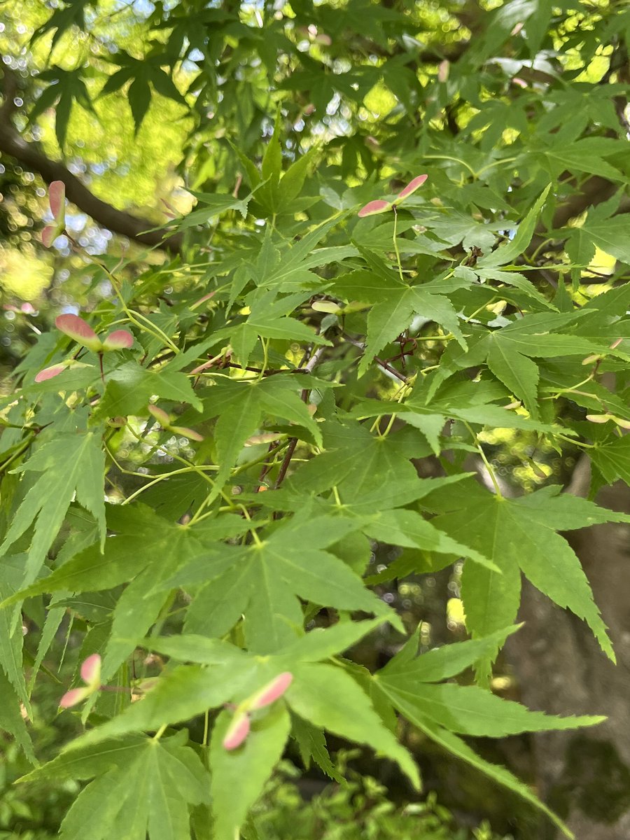 IwaKento's tweet photo. おはようございます☀
朝からいいお天気です☀️新緑が目に優しいですね🌱
連休明けの今日、元気でお過ごしください(^ ^)
#新緑　#連休明け https://t.co/rvRLelR7w4