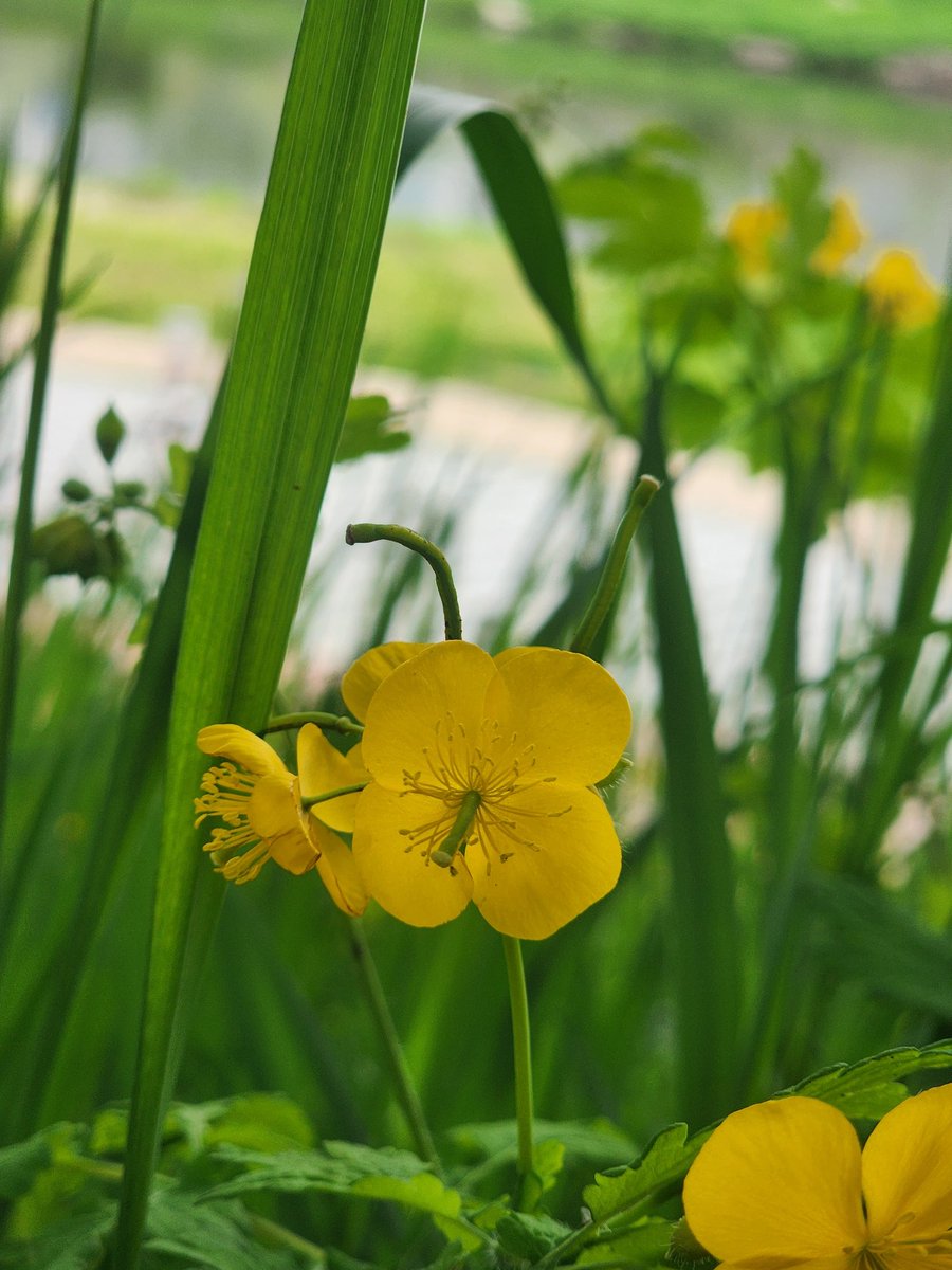 #애기미나리아재비  작은 꽃이지만,  힘찬 생명의 힘이 넘칩니다.