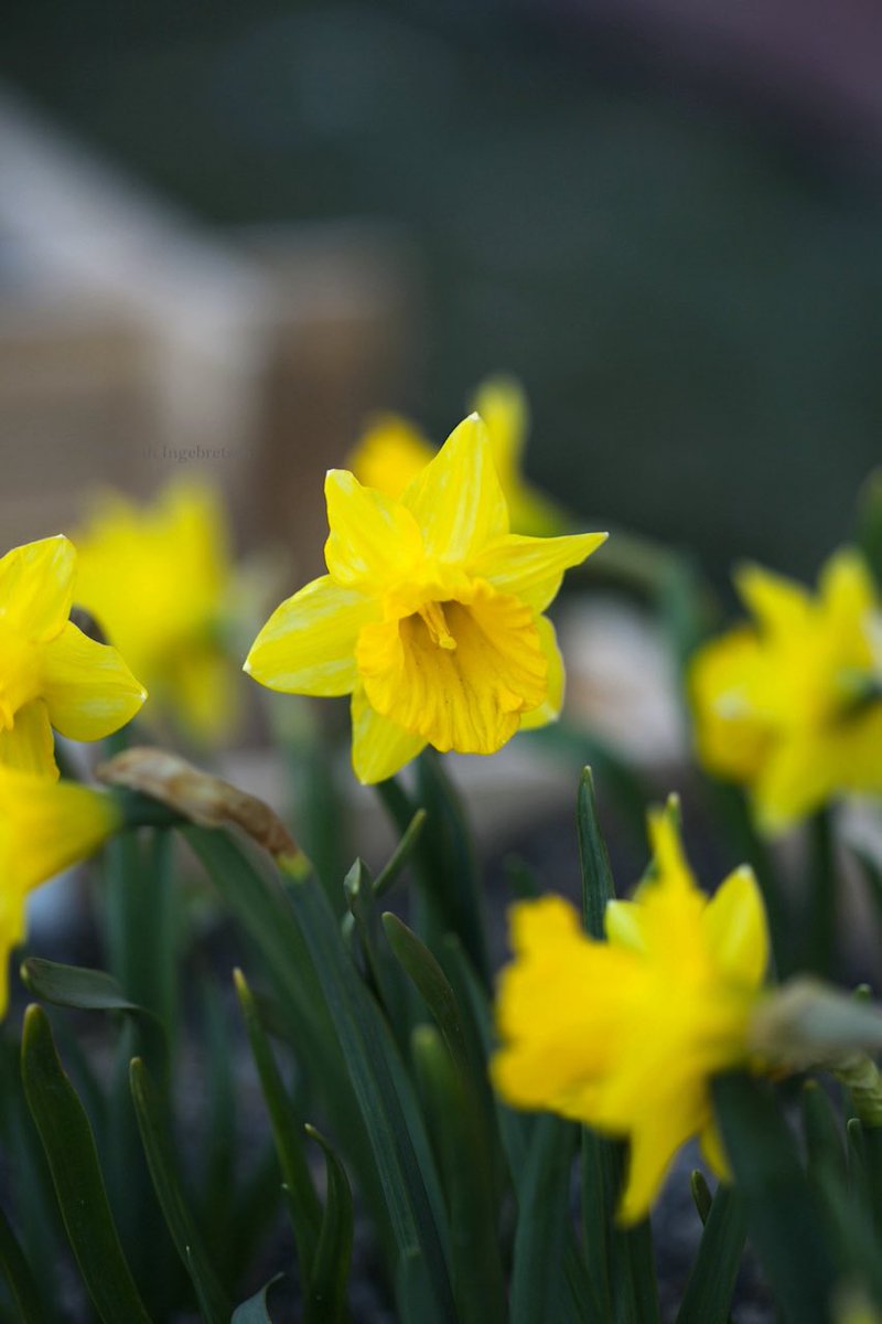 Narcissus obvallaris 💛
