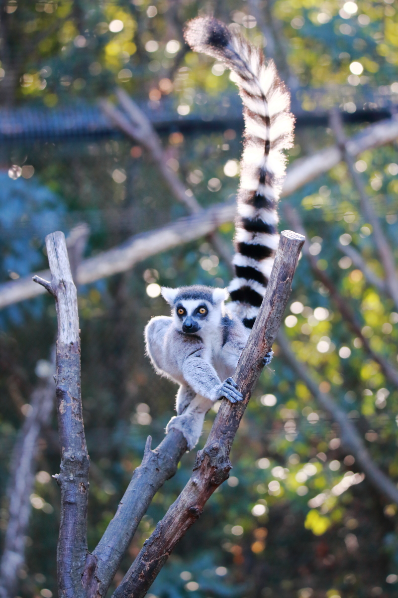 わお太郎(ターちゃん)の冒険譚 (@bsdog9) on Twitter photo おはワオ☀️ おはワオ☀️