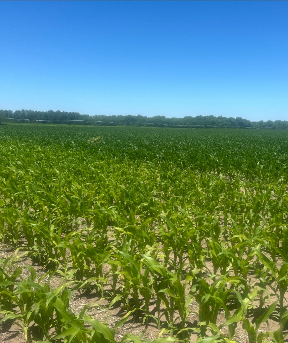 AGRICENLIFER's tweet image. Can you see the difference? #Blackmax + #Extract applied 2 Qts of BM22 and 2 QTS of Extract with our spring applied NH3 in our RootZone Carbon NH# bars, and then at post herbicide, we applied 2 oz of Radiate, and 2 Qts of BLZ  VS  spring NH3