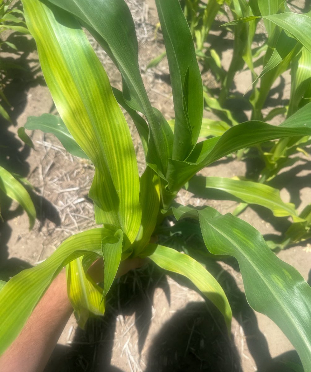 AGRICENLIFER's tweet image. Can you see the difference? #Blackmax + #Extract applied 2 Qts of BM22 and 2 QTS of Extract with our spring applied NH3 in our RootZone Carbon NH# bars, and then at post herbicide, we applied 2 oz of Radiate, and 2 Qts of BLZ  VS  spring NH3