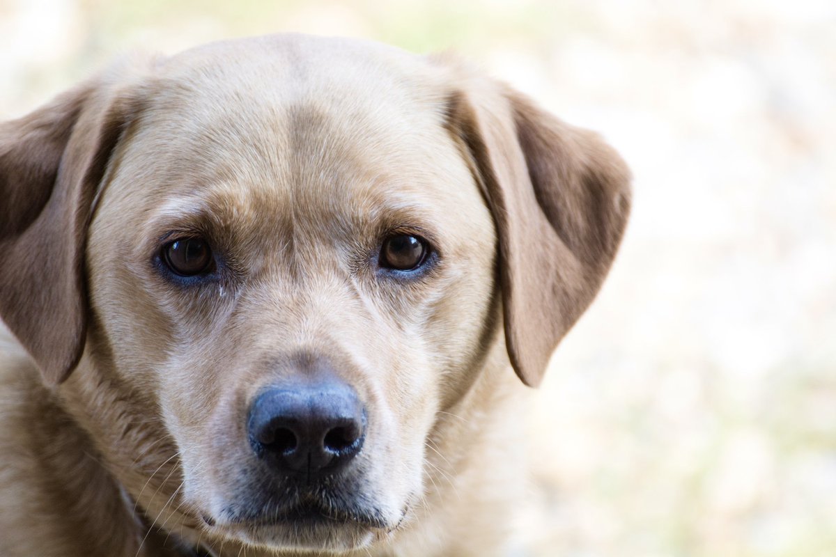 One from the camera… she’s gone back home now, but she’s a very photogenic pup 🐶 

#labrador #dogslife #petportrait #photography #nikonphotography