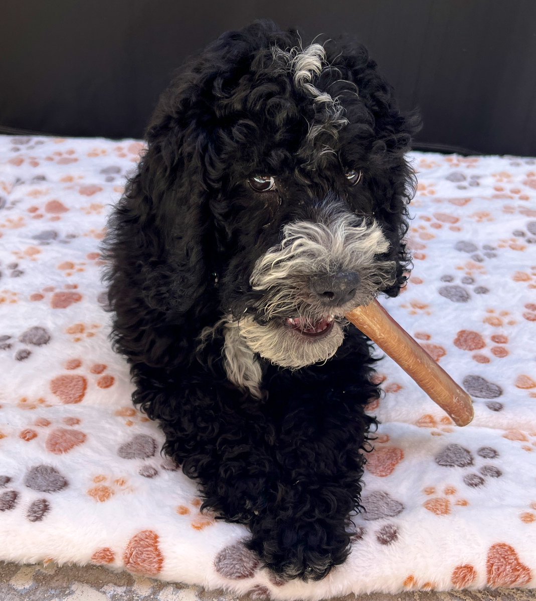 Hey y’all, I was planning on returning to streaming tonight, but I had a terrible Internet drop the past two days once again around this time. We are bugging the crap out of them about it and it is getting better, but not reliable enough yet. 

Other news, Nova joined the party.