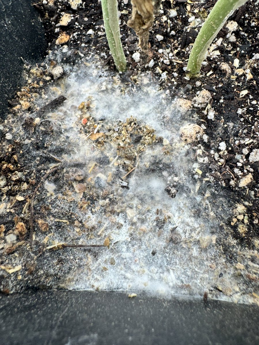 Masonic_smoker tweet media