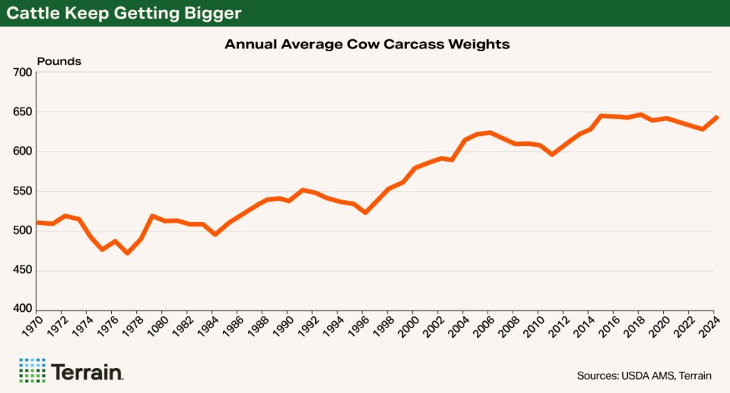 May is #NationalBeefMonth🍔! @terrainag's Don Close estimates that cow carcass weights have increased by 18% during the past 25 years. Read how this impacts expansion 👉 brnw.ch/21wSsrA