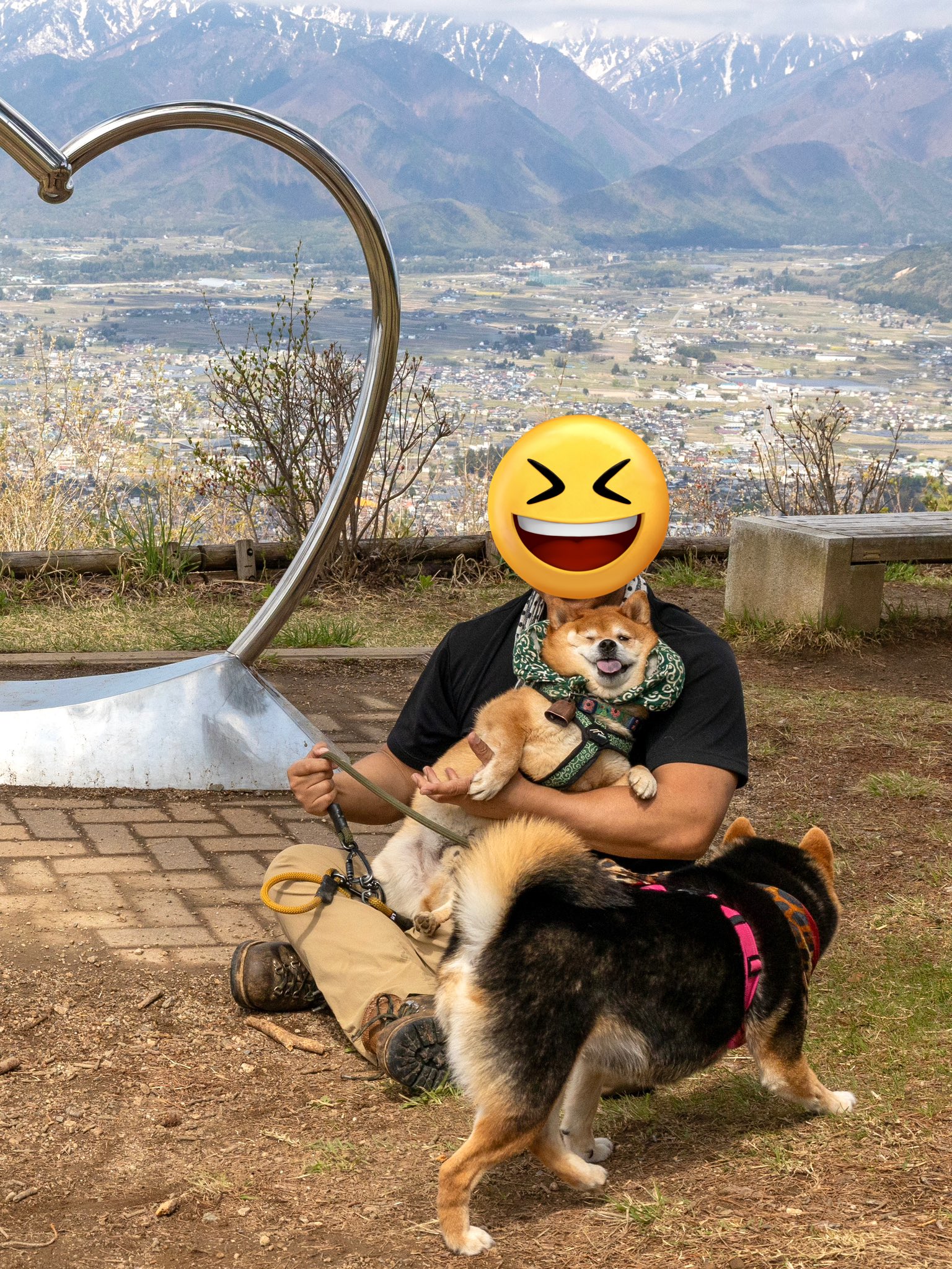 柴犬たけちよ (@takechiyo_shiba) / X