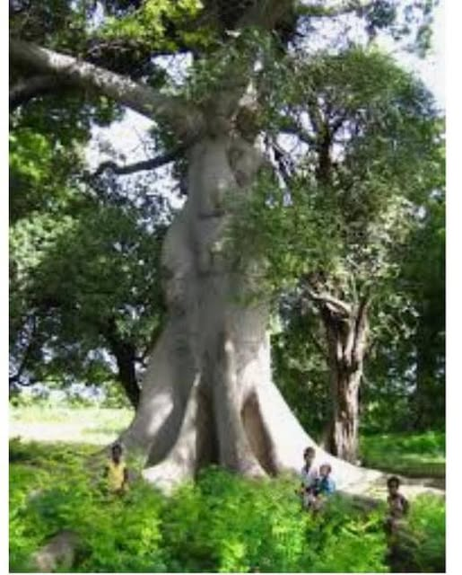 La menace de disparition des mapous est bien plus qu’une perte botanique : c’est l’effacement progressif d’un symbole vivant, porteur de mémoire, de spiritualité et d’identité. Face à cette réalité, plusieurs pistes de solutions peuvent être envisagées. 

L’État haïtien et les