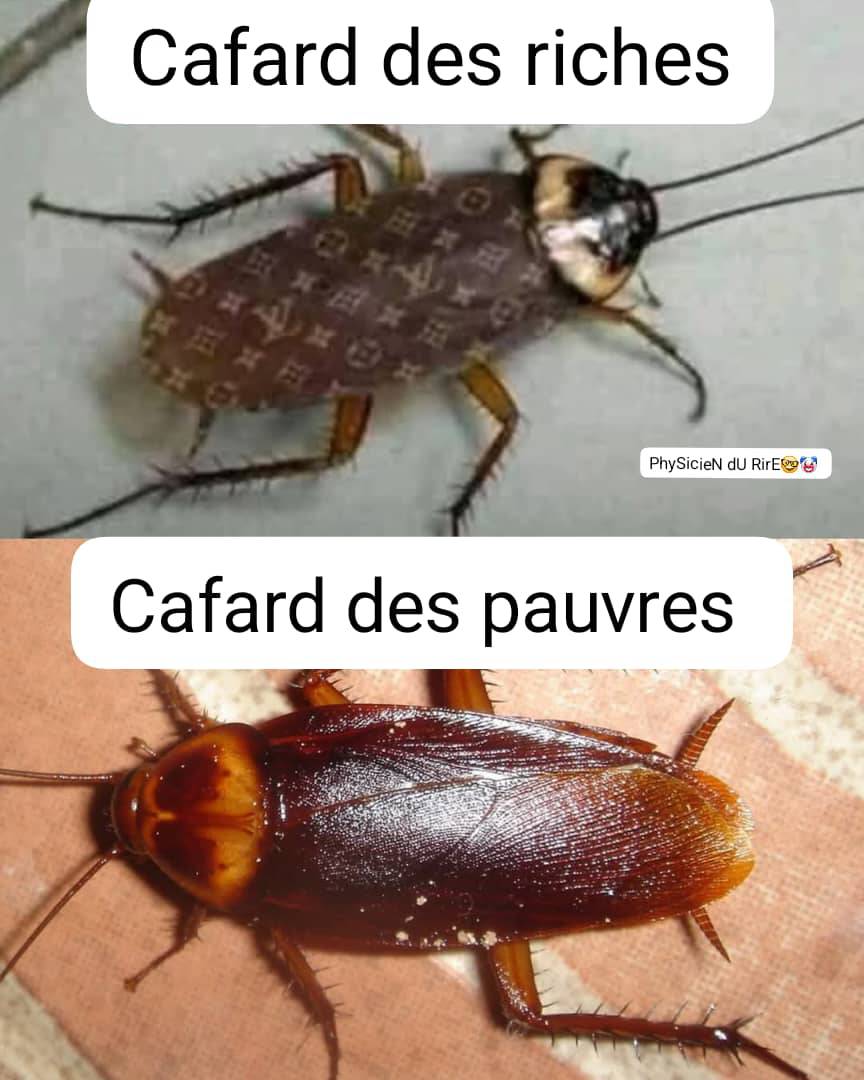 cherchons l'argent les amis même les cafard des riches porte Louis Vuitton