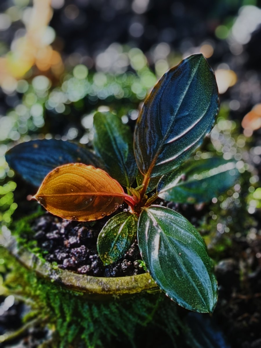nativeplant13's tweet image. Dark Achiles

#bucephalandra #buce #bucephalandraplant #buceplant #bucephalandrasp #bucephalandras #bucep #bucephalandralovers #paludarium #terarium #aquaticplants #teamborneo #nativeplantborneo #ブセファランドラ #ナチュラプランツ