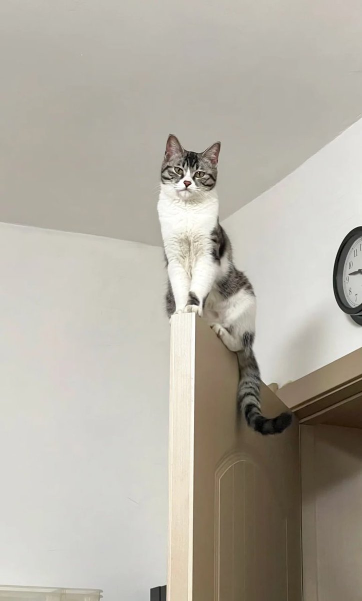 この猫さま、ドアの上で堂々と見下ろしてる！表情が厳しい感じで、まるで家の王様👑🐱！
