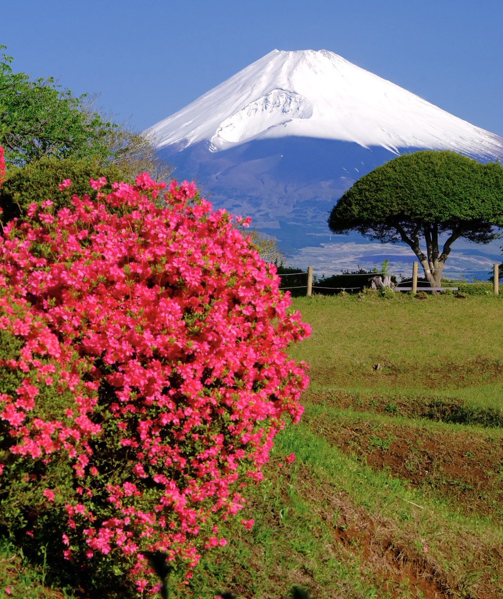 fuji3776m's tweet image. ツツジと富士山です。素晴らしい光景でした😊
マルミ PRIME PLASMA SPUTTERINGTM C-P.Lフィルター使用
マグネットスリムフィルターアダプター使用
#GFX100S
#マルミフィルター
#marumi_filter