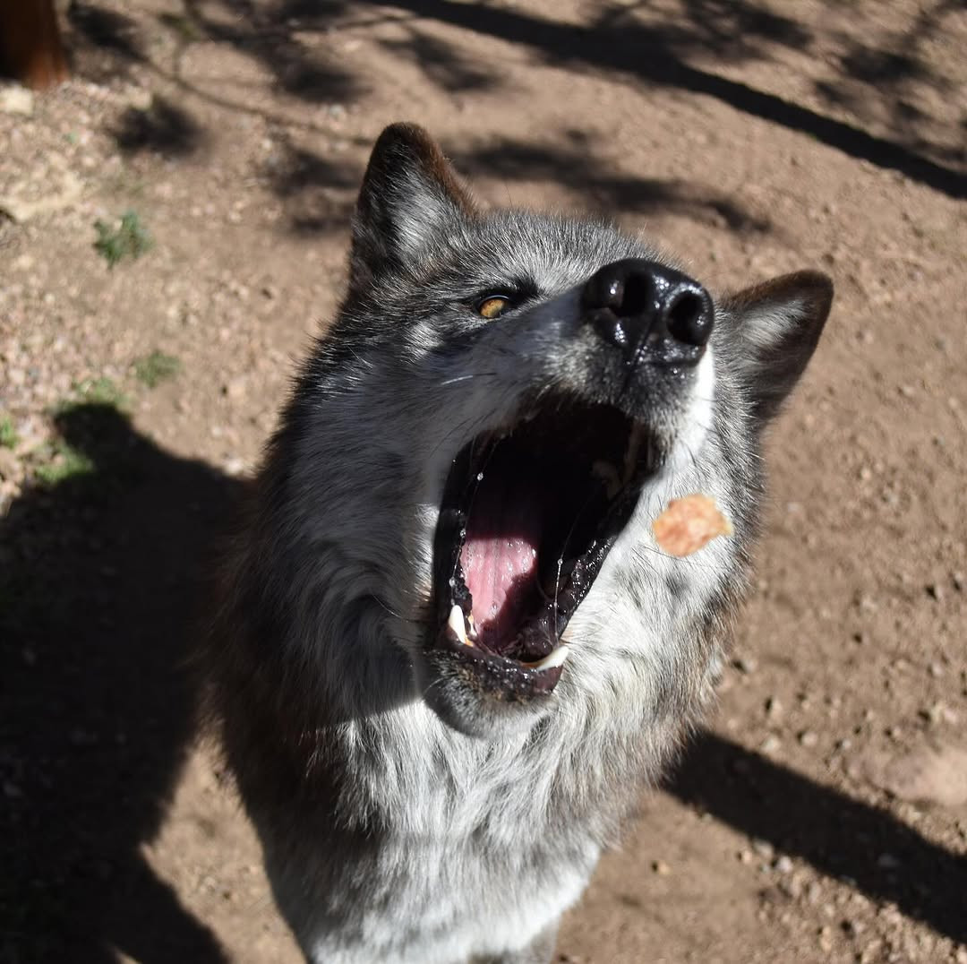 TIME TO FEED THE WOLF