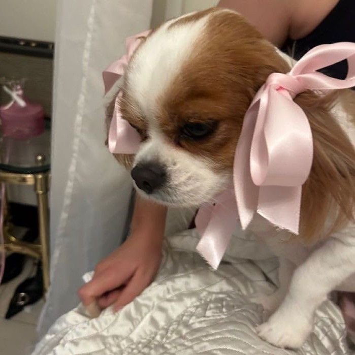 Modern Eloise dog-sitting Bessie 🎀