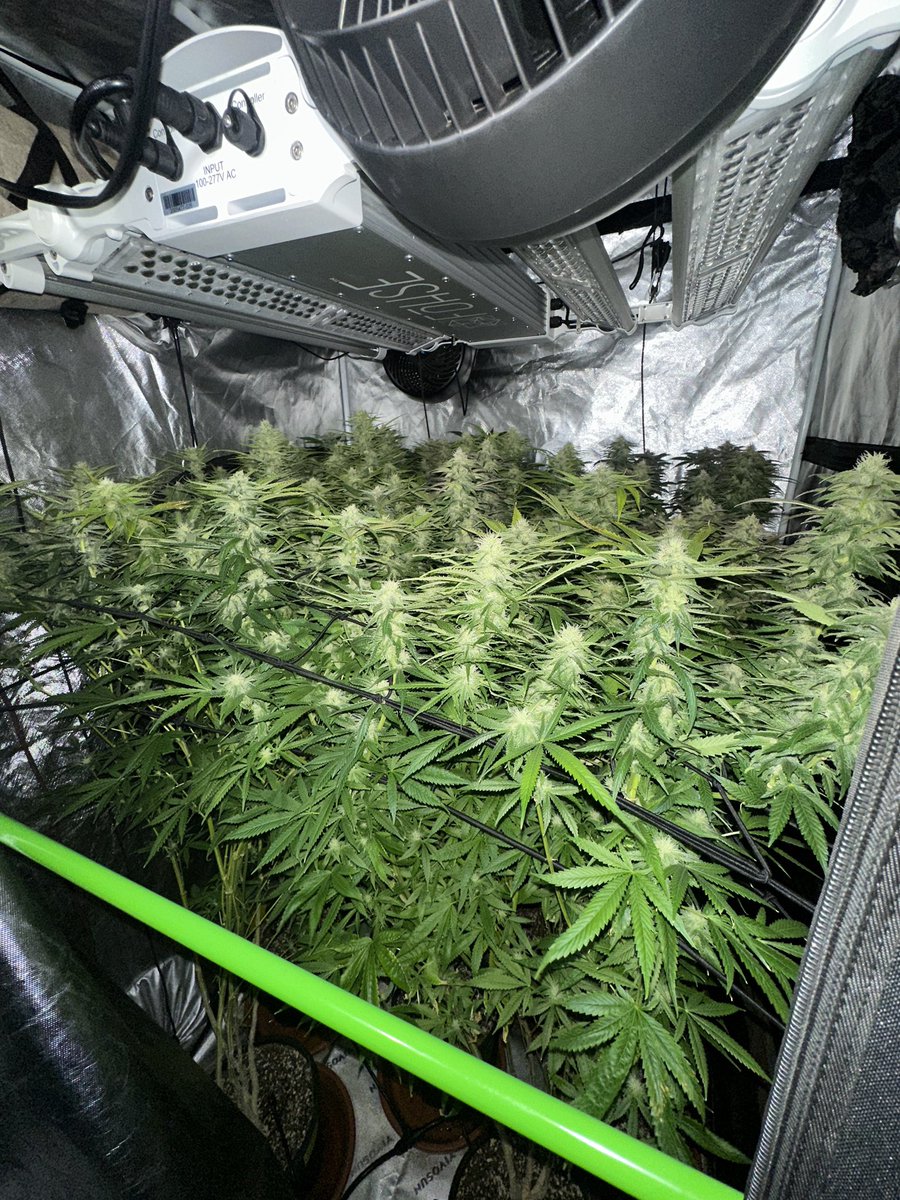 gasmanthegascan's tweet image. About to start day 32 of flower.
Fohse Aries 640 watt @fohse_inc 
Coco Loco by @FoxFarmSoil 
HCO nutrients by @HumboldtCountys 
With a few of my own spins.

#smallbatch #craft #organic #livingsoil #growyourown #indoor #gardening #indoorgardening #cocoloco #hydroponics #cococoir