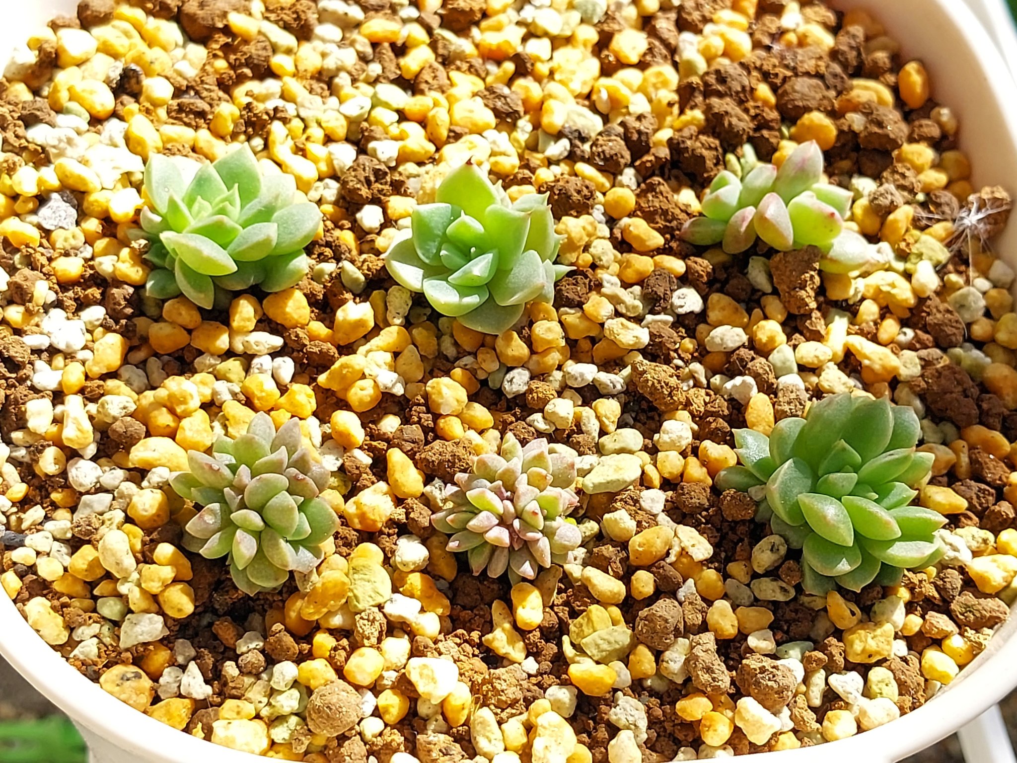 専用！多肉植物^o^ 希少❣️葉挿し赤ちゃんマーガレットレッピン錦 専用！多肉植物^o^ 希少❣️葉挿し赤ちゃんマーガレットレッピン錦