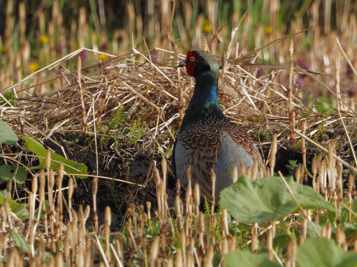 HszDGU3tpa6472's tweet photo. #キジ  #CommonPheasant #鳥 #鳥の写真 #野鳥写真 #野鳥 https://t.co/0vEwcSWfP7