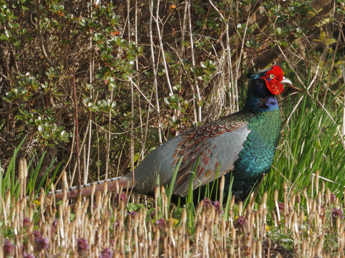 HszDGU3tpa6472's tweet photo. #キジ  #CommonPheasant #鳥 #鳥の写真 #野鳥写真 #野鳥 https://t.co/0vEwcSWfP7