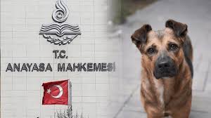 FALVARA / ФАЛВАРА (@thegodofanimals) on Twitter photo Akp ve Mhp iş birliğiyle çıkarılan " KATLİAM YASASI " bugün ( 07.05.2025 ) <a href="/AYMBASKANLIGI/">Anayasa Mahkemesi</a> 'nca karara bağlanacak.
Kararın yasanın iptalinden olmasını bekliyoruz.
<a href="/AYMBASKANLIGI/">Anayasa Mahkemesi</a> Türkiye'yi bu utanç kanundan kurtaracağını temenni ediyoruz. Akp ve Mhp iş birliğiyle çıkarılan " KATLİAM YASASI " bugün ( 07.05.2025 ) <a href="/AYMBASKANLIGI/">Anayasa Mahkemesi</a> 'nca karara bağlanacak.
Kararın yasanın iptalinden olmasını bekliyoruz.
<a href="/AYMBASKANLIGI/">Anayasa Mahkemesi</a> Türkiye'yi bu utanç kanundan kurtaracağını temenni ediyoruz.