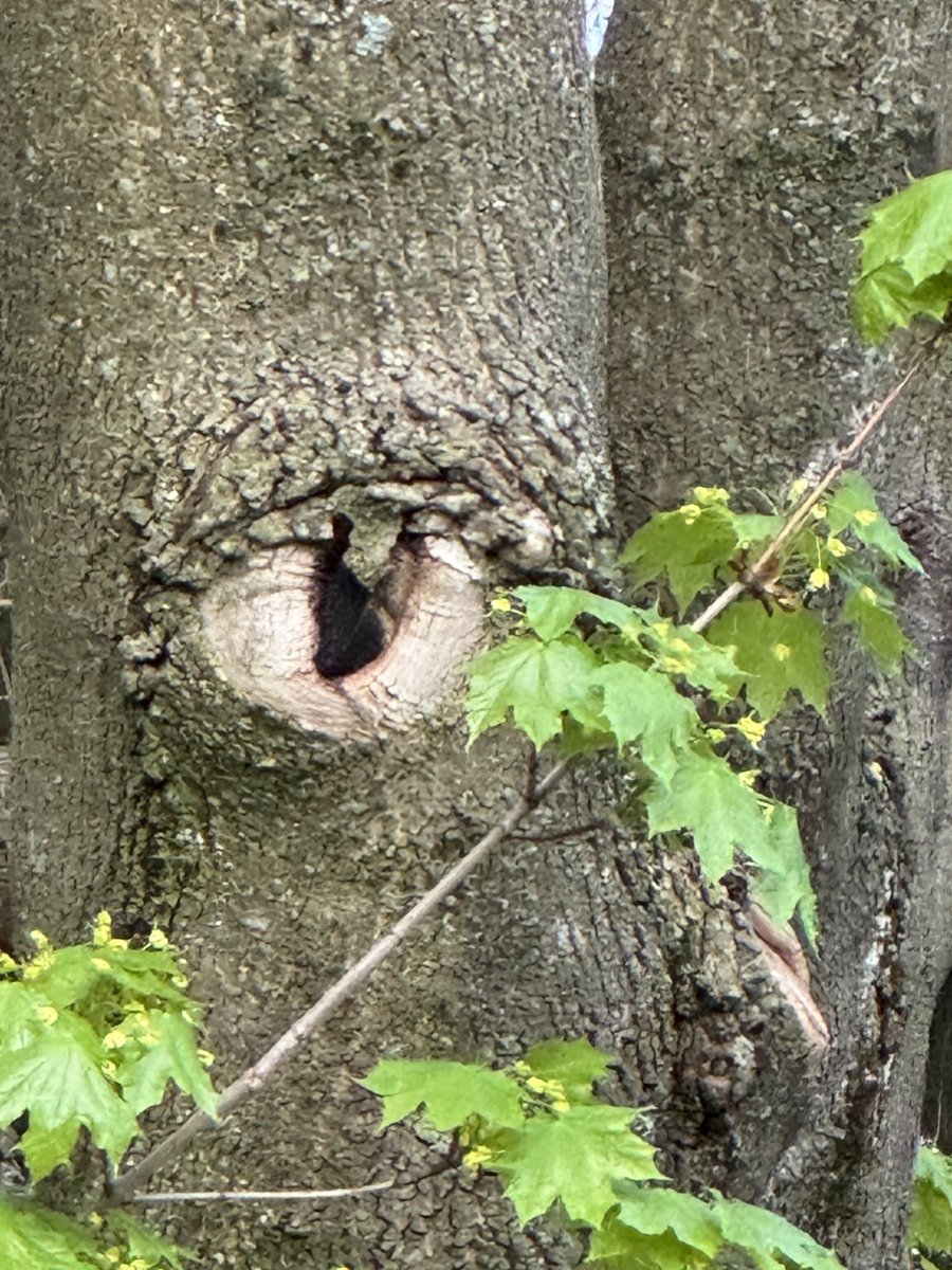 The eye