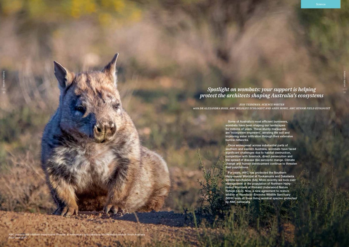 Wildlife Matters Issue #49 is out now! Read inspiring conservation stories, including:

🌏 Reintroducing 10 native species in 10 years in WA
🔥 Post-bushfire recovery on Kangaroo Island
🤖 The use of AI smart gates to protect wildlife
+ more

australianwildlife.org/news-and-resou…