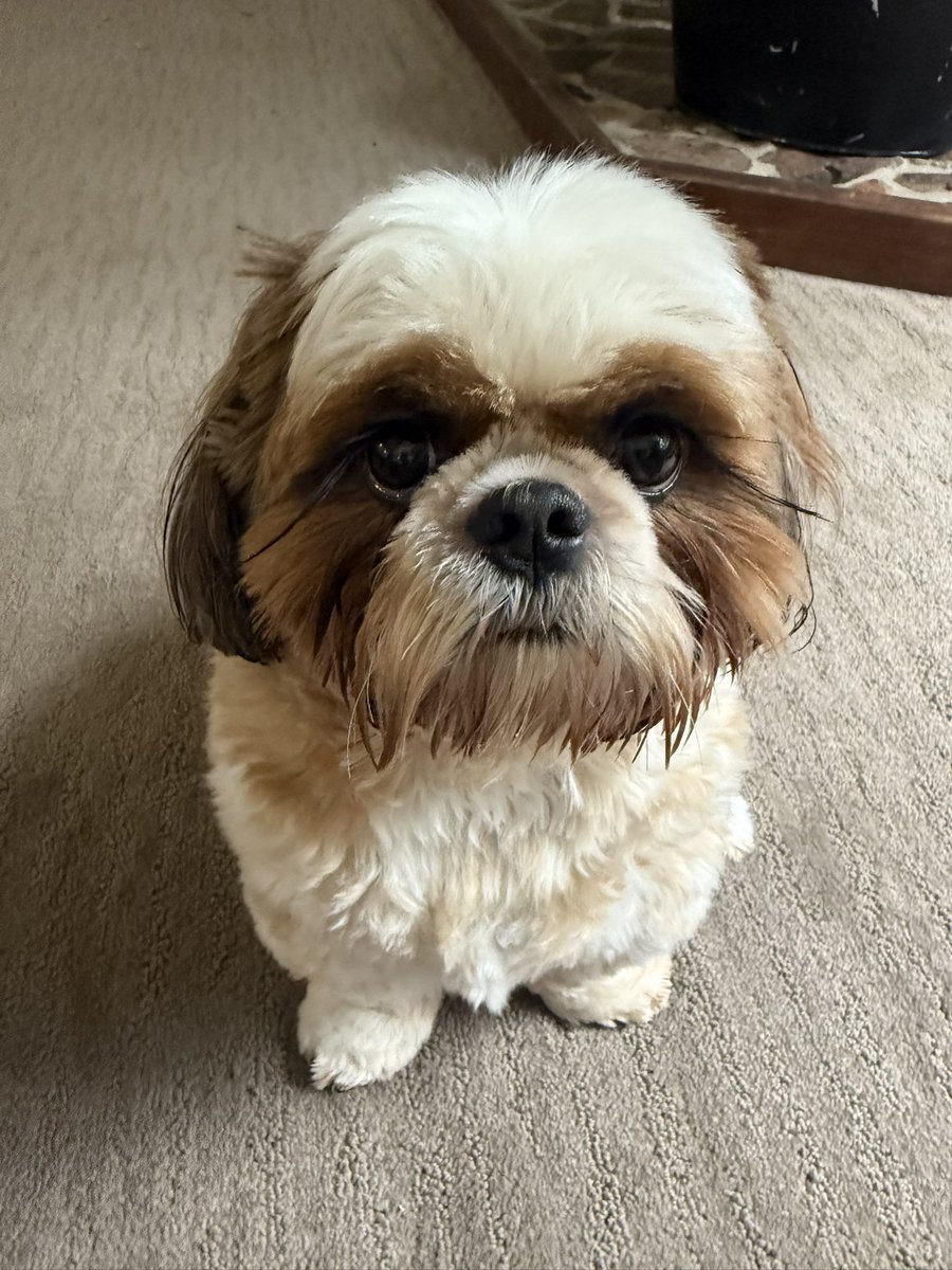 AmberNadinic's tweet photo. I wonder what thoughts are going through Freddie’s mind…..

#shihtzu #dogs #cutedog #thatface https://t.co/UsJlEwYXFi