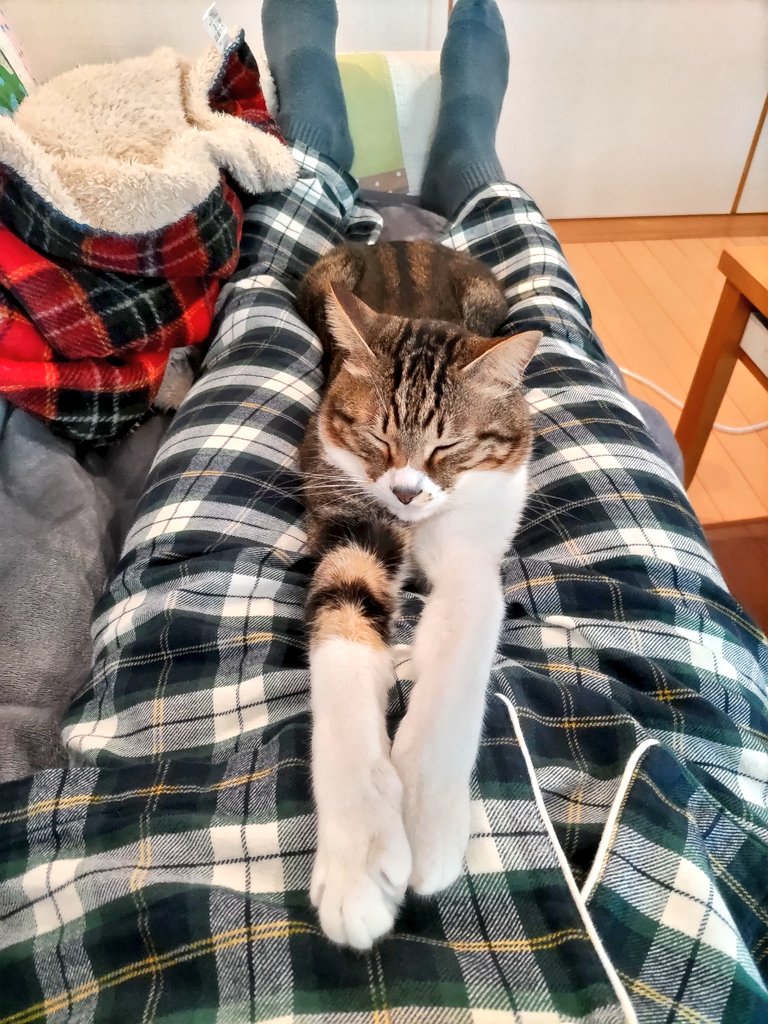 nya_n_touch's tweet photo. 事後報告ですがGW休暇の半分は
こんな感じでした〜♫😙💕😸

#猫のいる暮らし #猫がいる幸せ 
#ねこかわいいね #猫好き #cat https://t.co/PeWSXYe36p