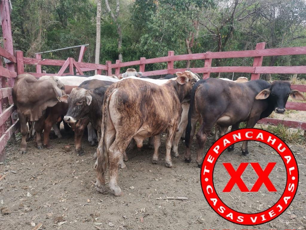 Ranchosybrechas's tweet photo. Primero la pesada de rutina y después el desayuno para la becerrada. A pesar de la escasez de pastura el complemento de alimento hace que vayan en aumento.
.
.
.
.
.
.
#rancho #ranchlife #postalesdecampo #ganado #cattle #Huasteca #Veracruz #Chiconamel #RanchoCasasViejas https://t.co/ij3l5A6AVz