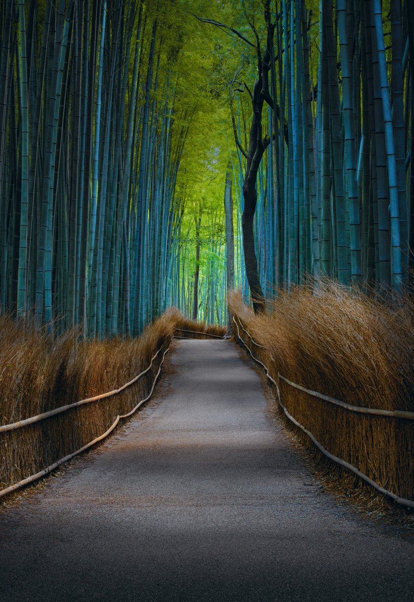 PeterLik's tweet image. Deep within Kyoto’s iconic Arashiyama Bamboo Grove the light began to fade and the grove fell silent. In that fleeting pause, serenity revealed itself—an image captured in perfect harmony with nature. A tribute to patience, presence, and the quiet beauty of #Japan.
