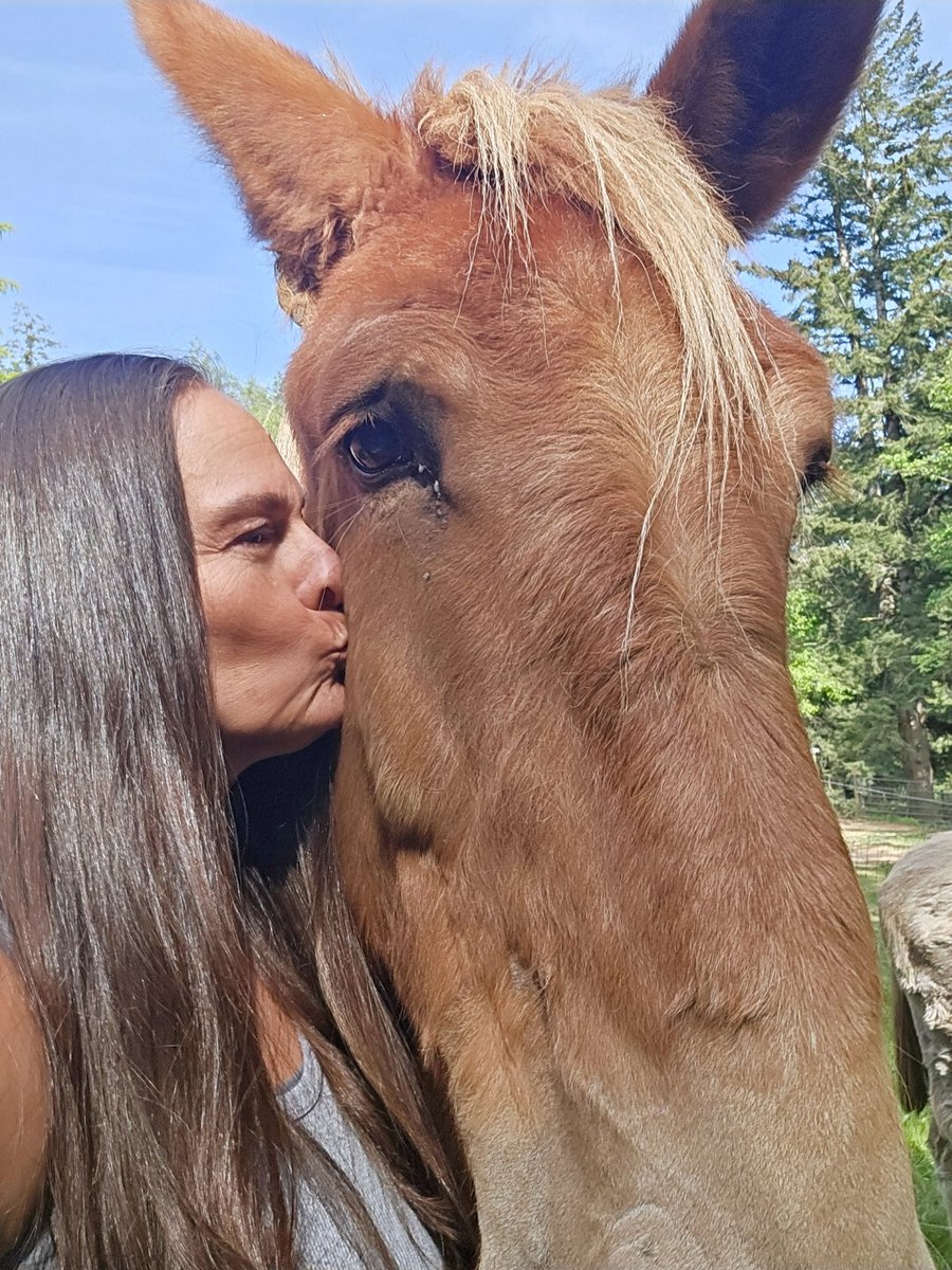 maryrenouf's tweet photo. Loving my sweet Lilly is one of the best parts about #animalrescue  - she's such a beautiful animal with so much love to give ❤️ 

#horsegirl #horserescue #rescuehorse https://t.co/kq7vXxbhOd