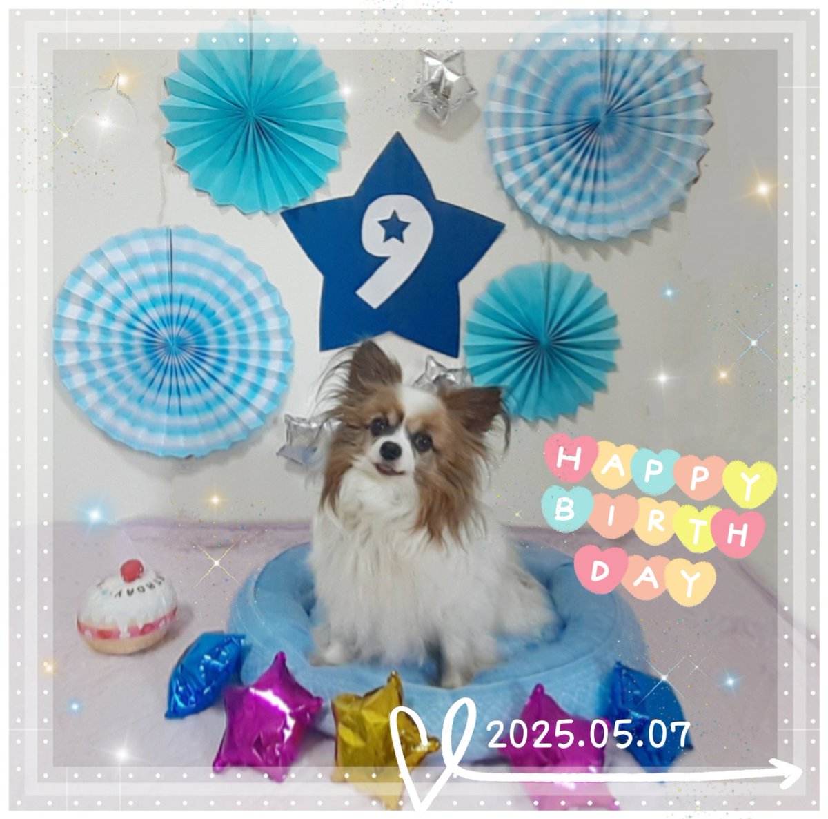 パピヨンの凛(茶白)と蓮(トライ) tweet media