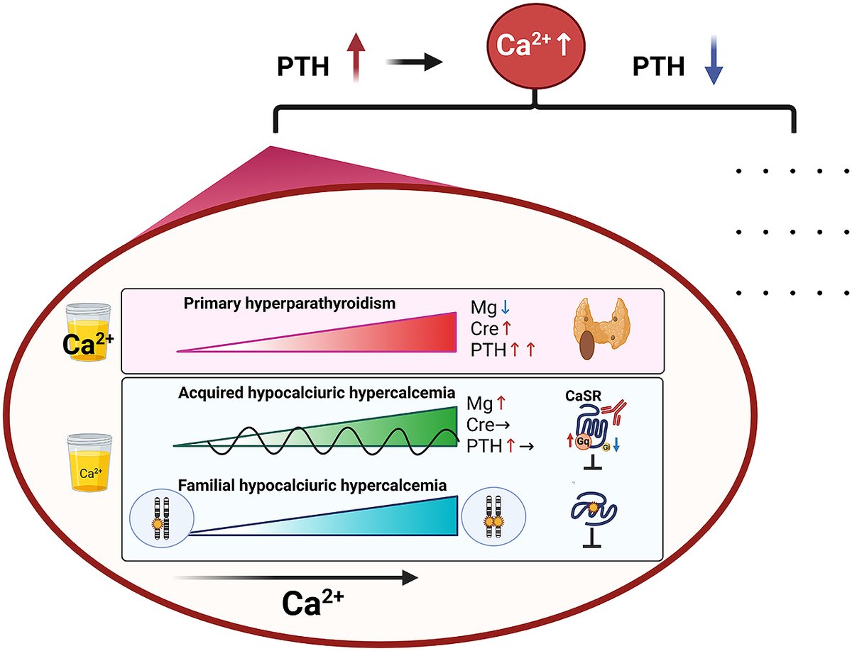Endocrine_J's tweet image. [Advance Publication] May 3, 2025
Noriko Makita et al.
doi.org/10.1507/endocr…
#CalciumSensingReceptor
#CaSR
#BiasedAntibodies
#AcquiredHypocalciuricHypercalcemia
#AHH
#PTHDependentHypercalcemia
#Calcimimetics