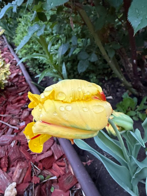 StarryRose9527's tweet photo. Tulips kissed by the morning rain https://t.co/hLm4fKg6pd