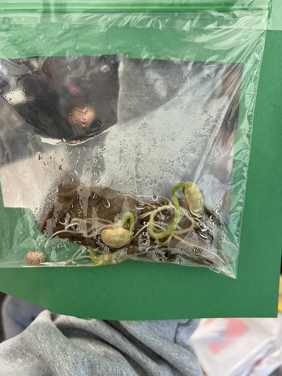 Miss Ellison tweet media